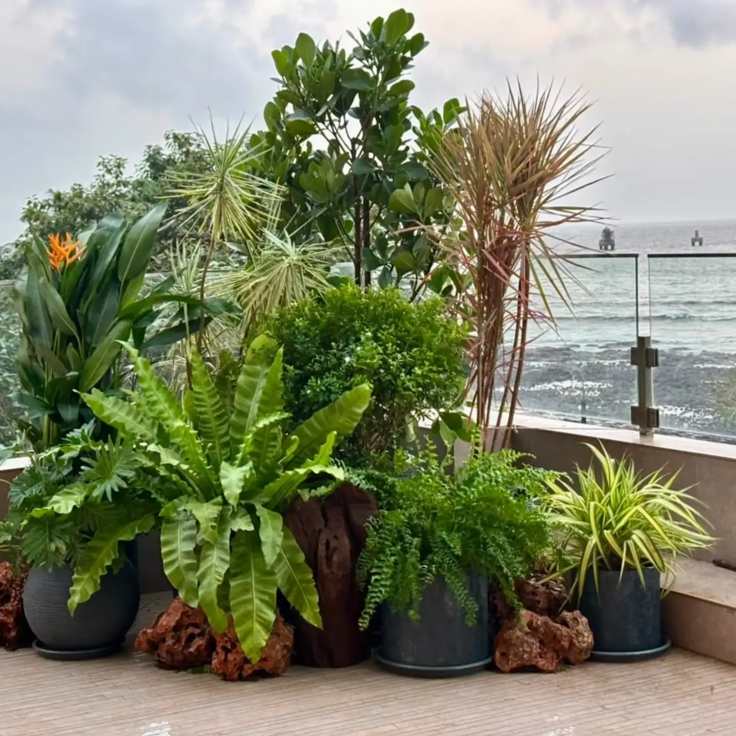 Sea-facing balcony in Bandra-Juhu, Mumbai, with a layered cluster of bird's nest fern, Boston fern, dracaena, heliconia and philodendron in charcoal planters, set with driftwood and red rocks