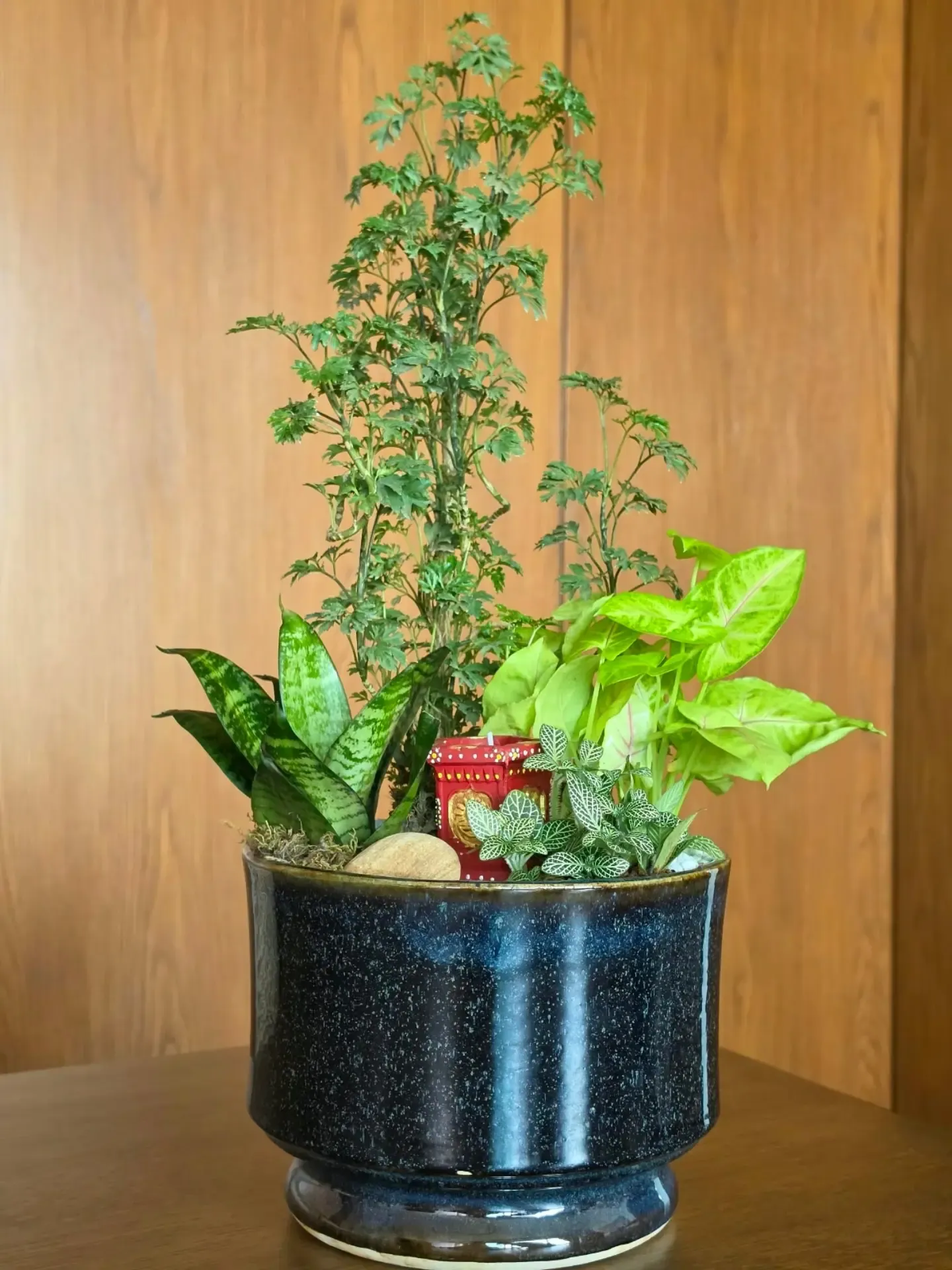 Diwali plant bouquet in a speckled navy glazed planter with aralia, snake plant, syngonium and fittonia around a hand-painted red candle