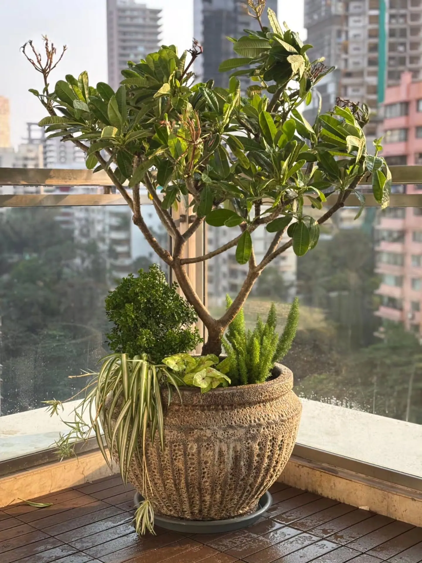 Dwarf pink champa (plumeria) in a textured urli planter with spider plant, foxtail fern and syngonium on a high-rise balcony at Imperial Towers, Mumbai