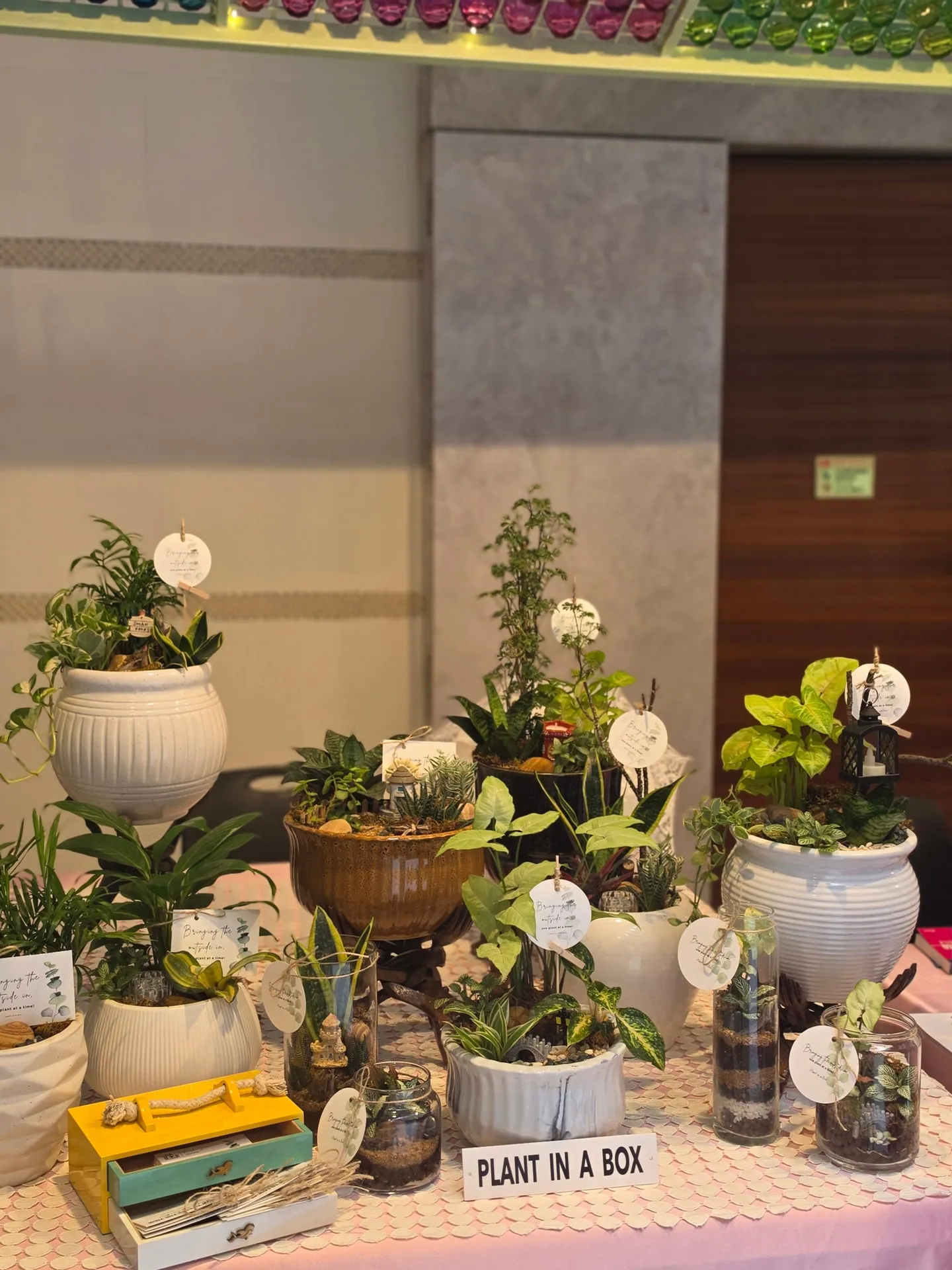 The Plant in a Box stall at the Maison Nourish Farmers' Market on 7 October 2026: miniature landscapes, plant bouquets and terrariums on a pink table