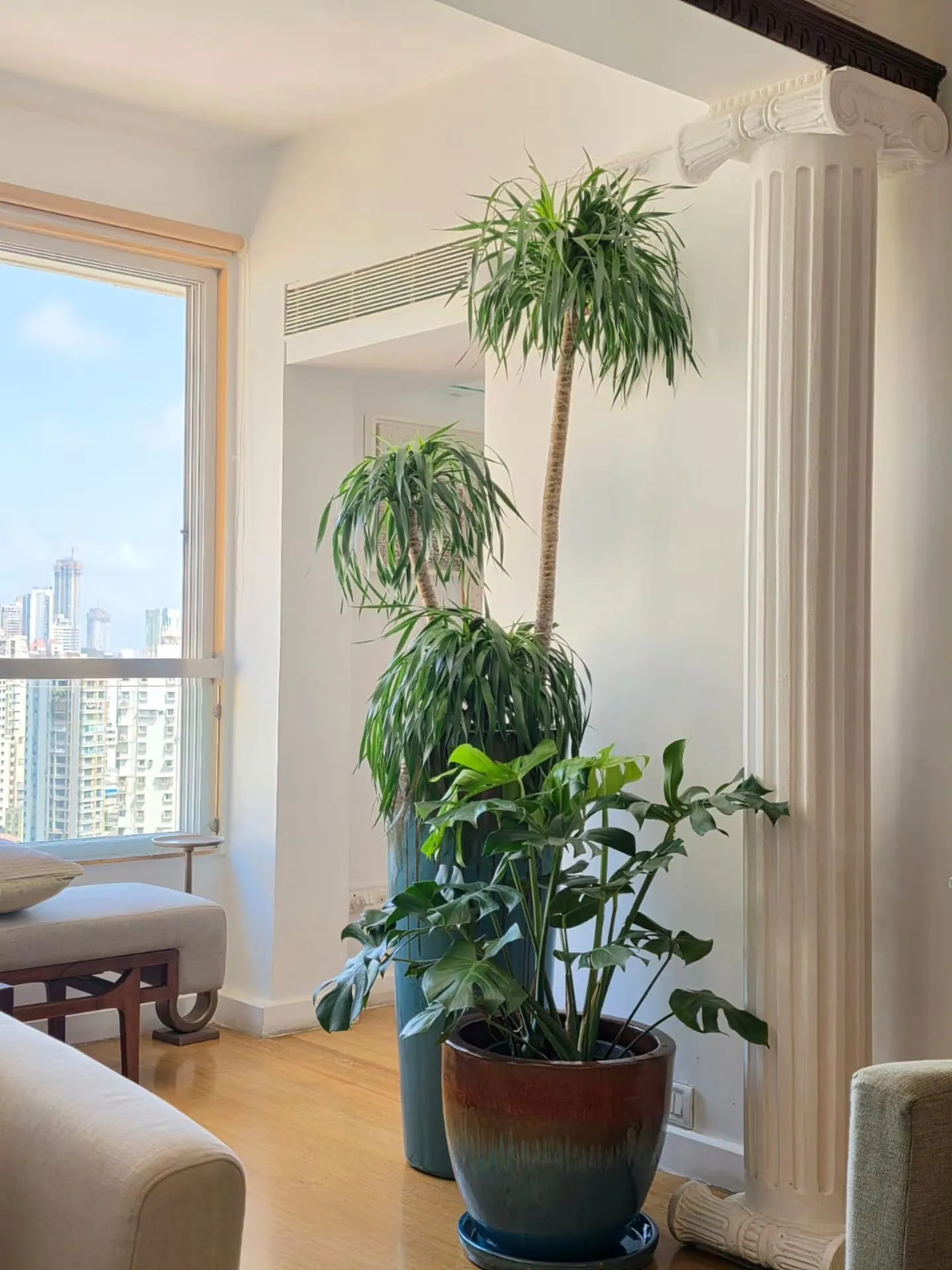 Tall multi-stemmed dracaena and a monstera in glazed ceramic planters beside a white classical column in a South Mumbai apartment