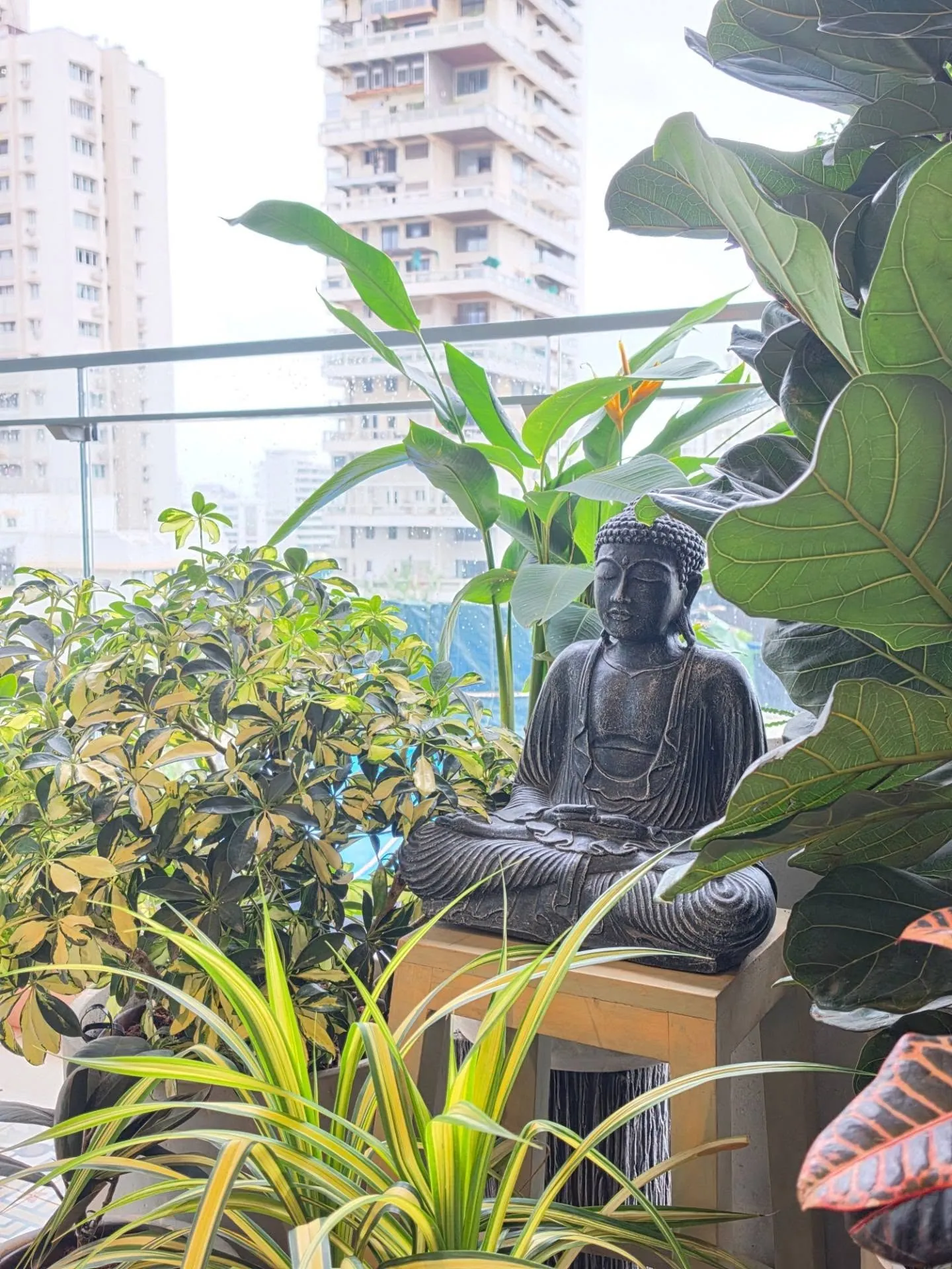 Stone Buddha on a timber stand surrounded by fiddle leaf fig, variegated schefflera, spider plant, croton and heliconia on a South Mumbai balcony